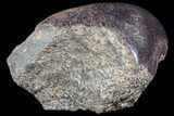 Polished Dinosaur Bone (Gembone) Section - Colorado #72974-2
